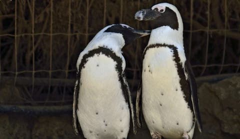 Pingüinas lesbianas pareja